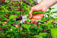 VERTO  15G201  Záhradnícke nožnice na rezanie záhradných návinov 190 mm, čepeľ 41 mm